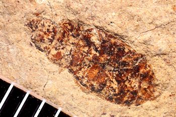 Media type: image;   Entomology PALE-1791
